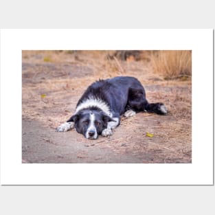 Cute Border Collie Lying on Ground Posters and Art